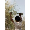 Chitara din lemn FSC - Green - Safari Friends - Little Dutch