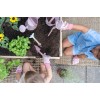 Manusi pentru gradinarit - Fairy Garden - Little Dutch