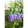 Jucarie zornaitoare de dentitie din cauciuc natural - Grape - Oli & Carol